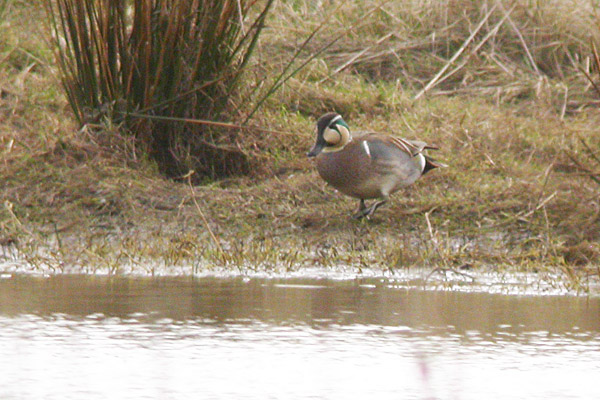 Baikal Teal