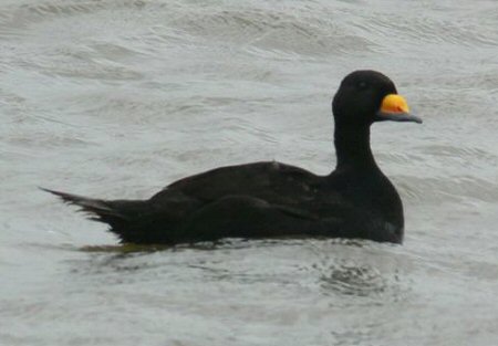 Black Scoter