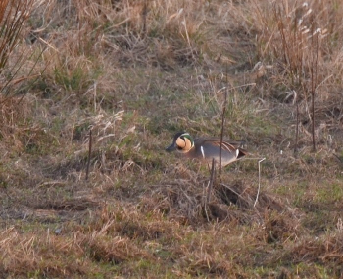 Baikal Teal