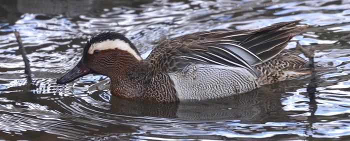 Garganey