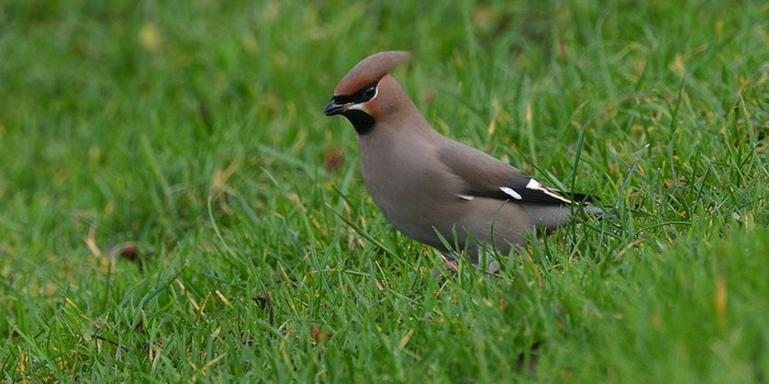 Waxwing