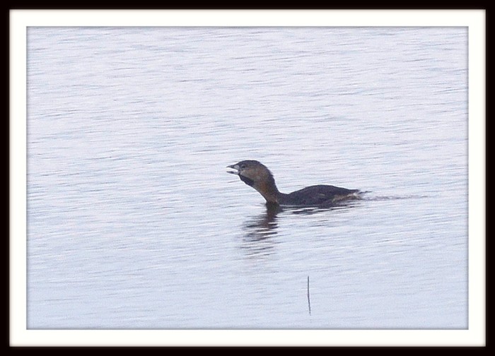 Pied-billed Grebe