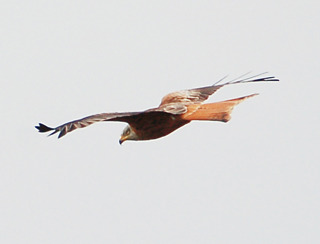 Red Kite