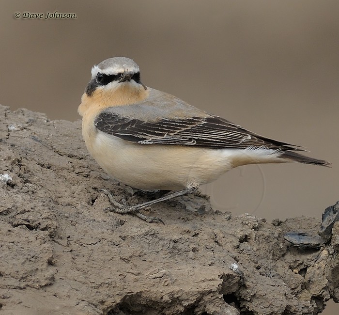 Wheatear