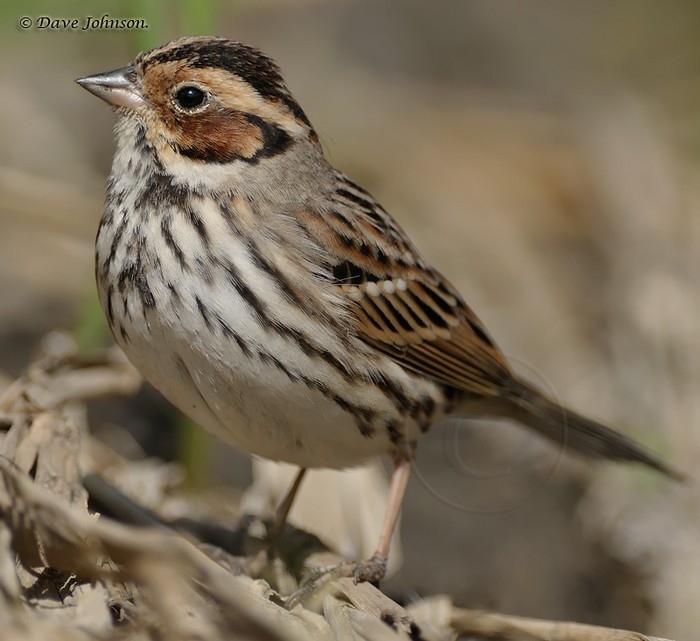 Little Bunting