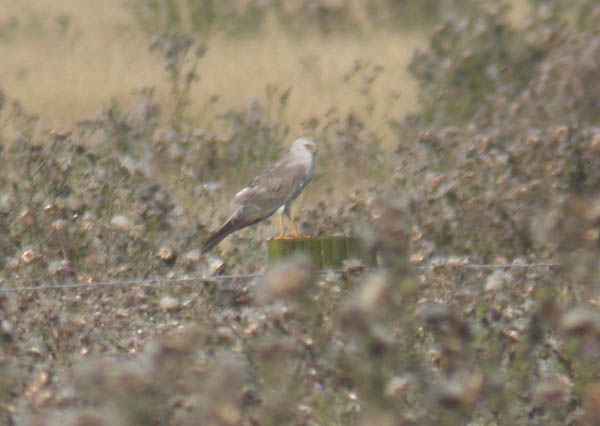 Pallid Harrier