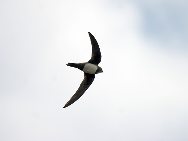 Alpine Swift