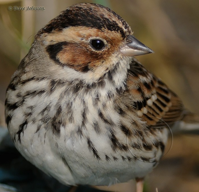 Little Bunting