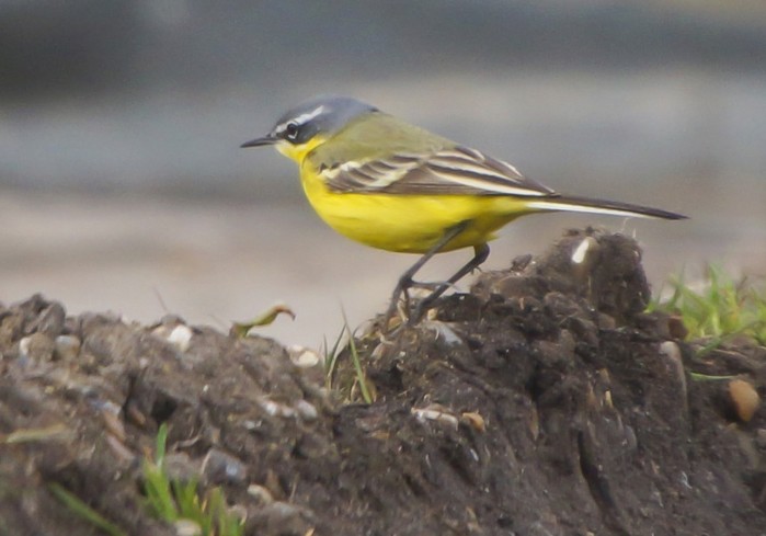 Blue-headed Wagtail
