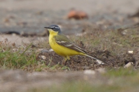 Blue-headed Wagtail