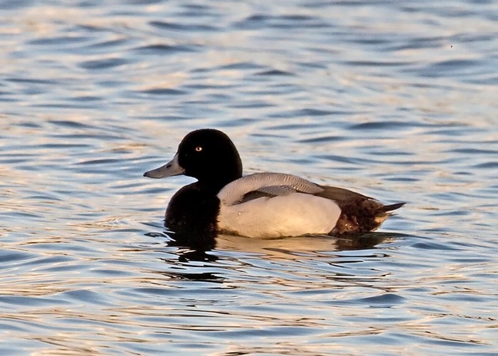 Scaup
