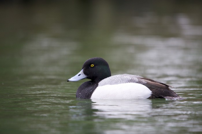 Scaup