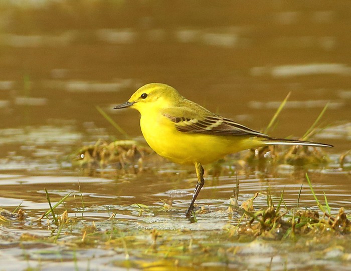 Yellow Wagtail