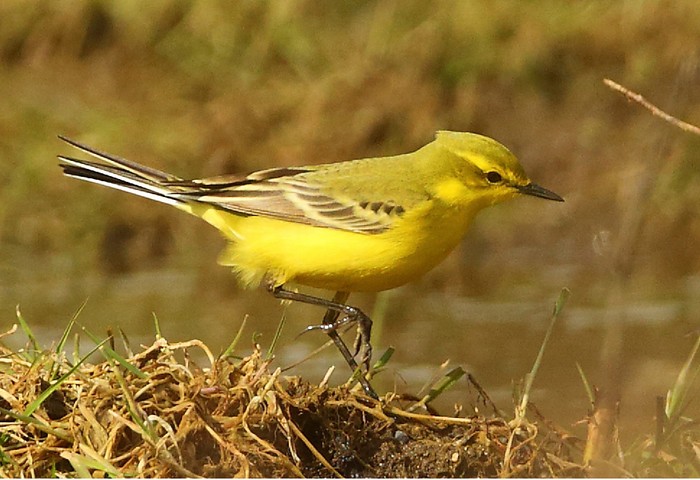 Yellow Wagtail