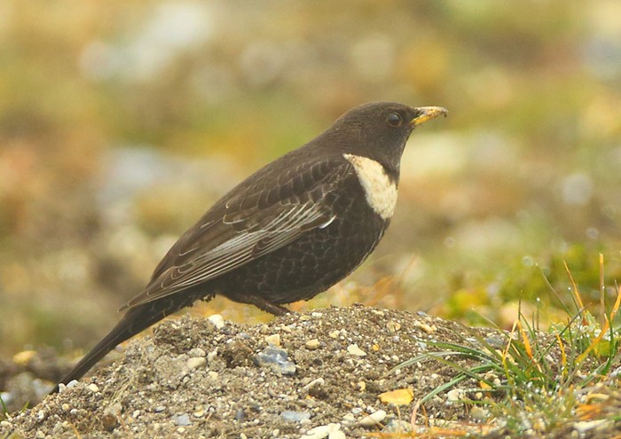 Ring Ouzel