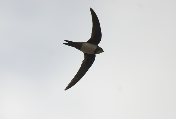 Alpine Swift