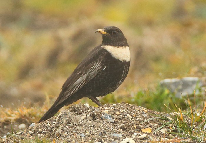 Ring Ouzel