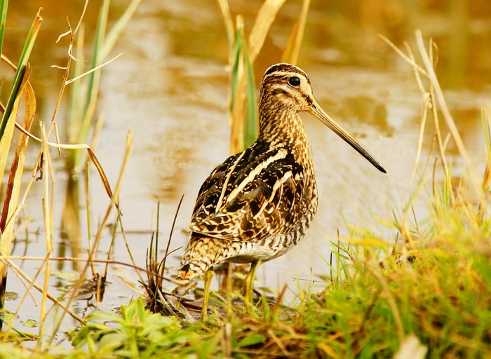 Snipe