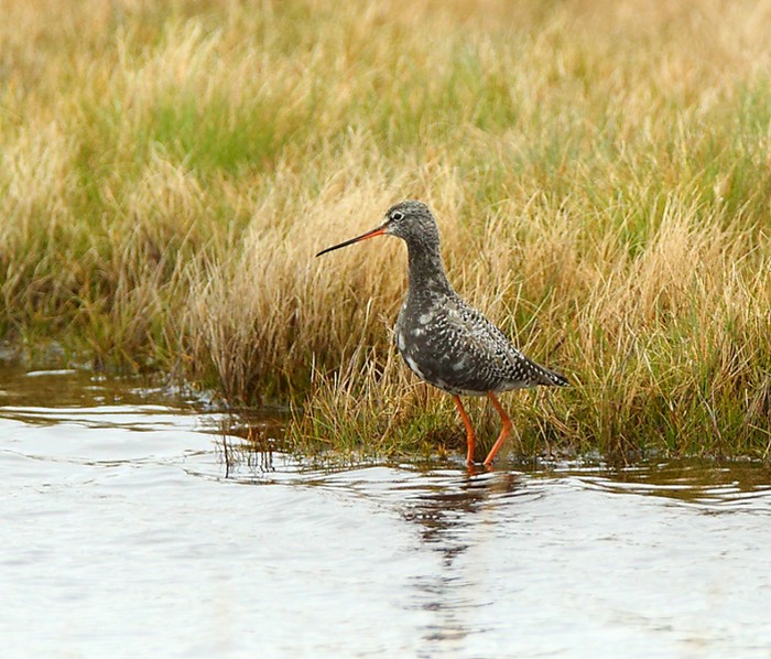 Spotted Redshank