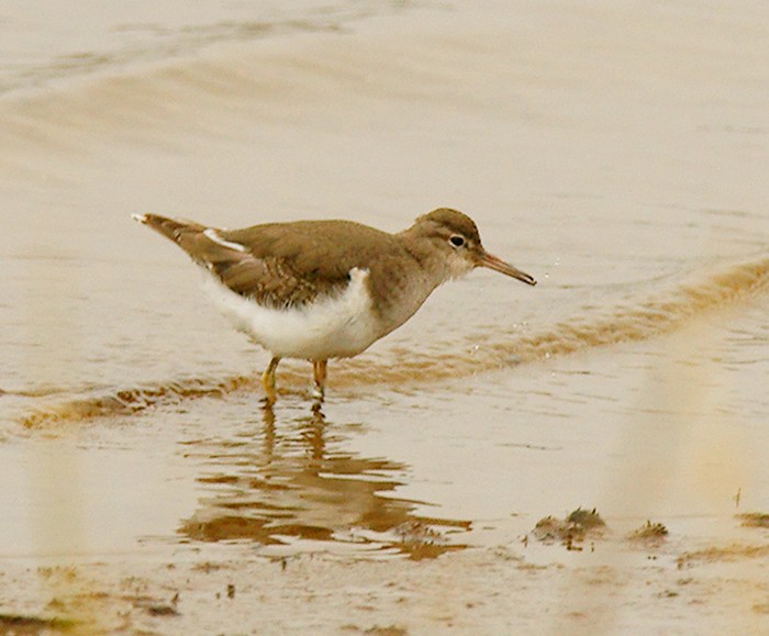 Spotted Sandpiper