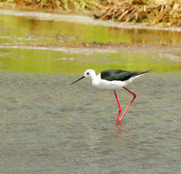 Black-winged Stilt