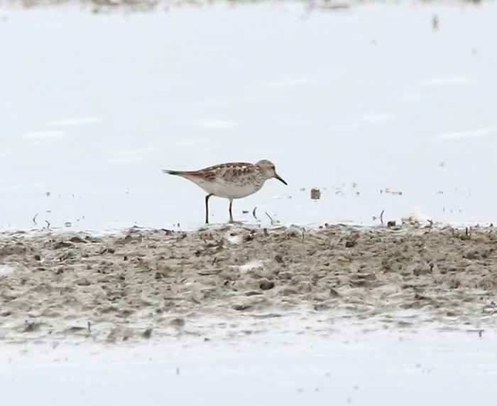 White-rumped Sandpiper