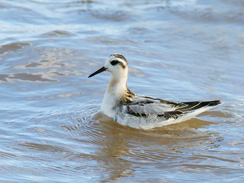Grey Phalarope