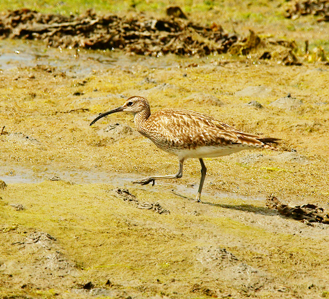 Whimbrel