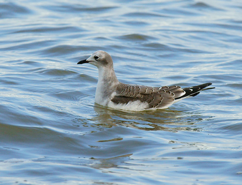 Sabine's Gull