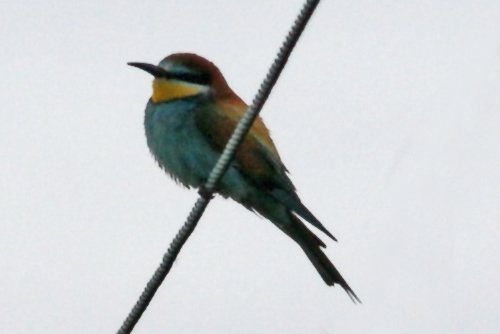 Bee-eater