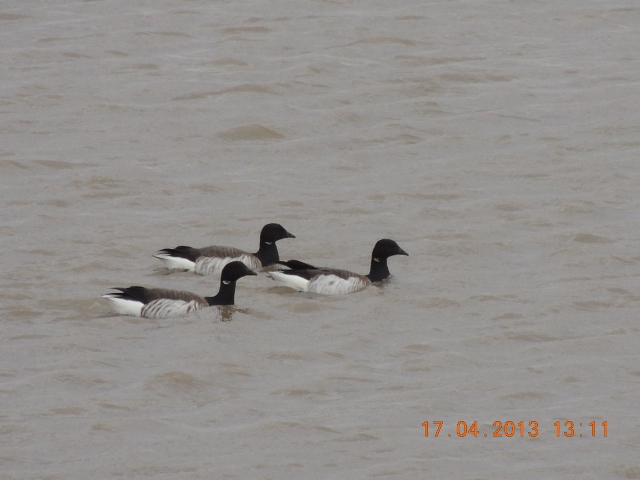Pale-bellied Brent Goose