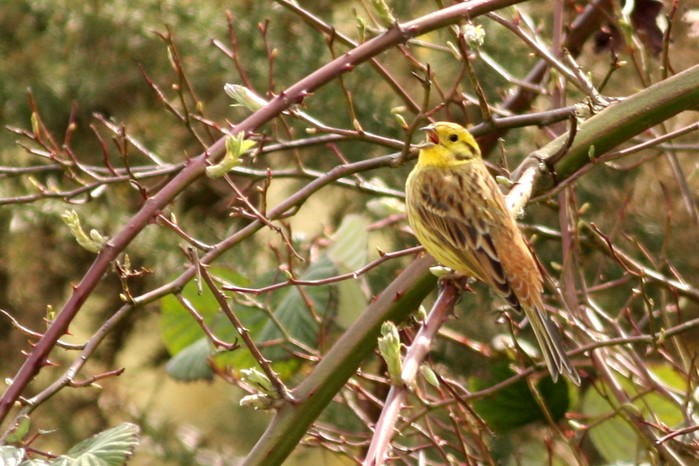 Yellowhammer
