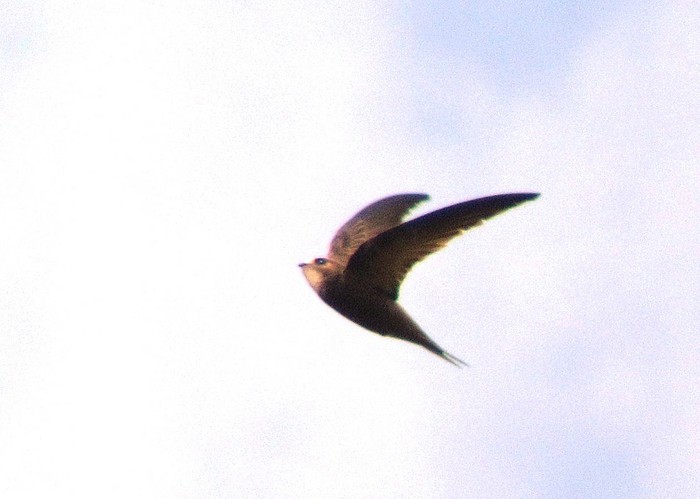 Pallid Swift