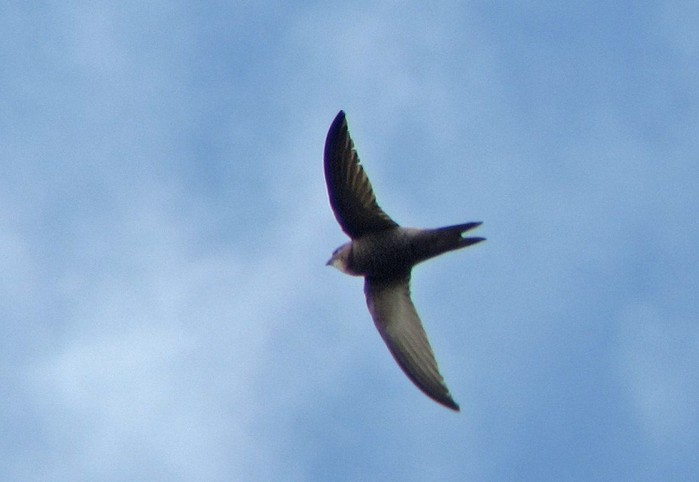 Pallid Swift