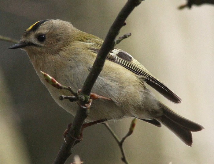 Goldcrest