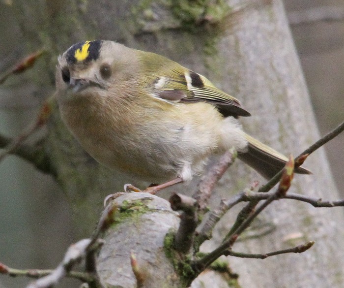 Goldcrest