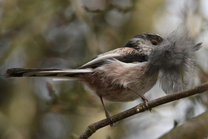 Long-tailed Tit