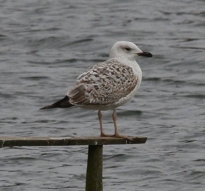 Yellow-legged Gull