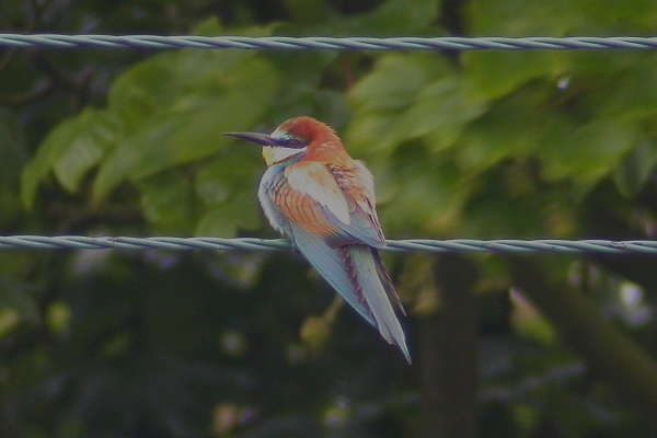 Bee-eater