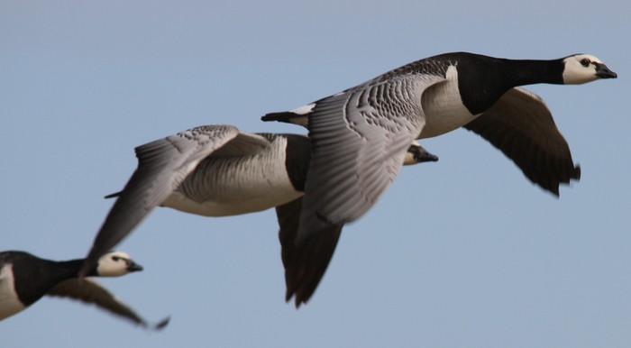 Barnacle Goose