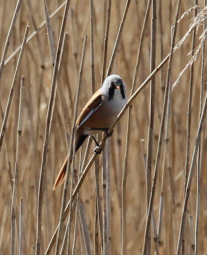 Bearded Tit