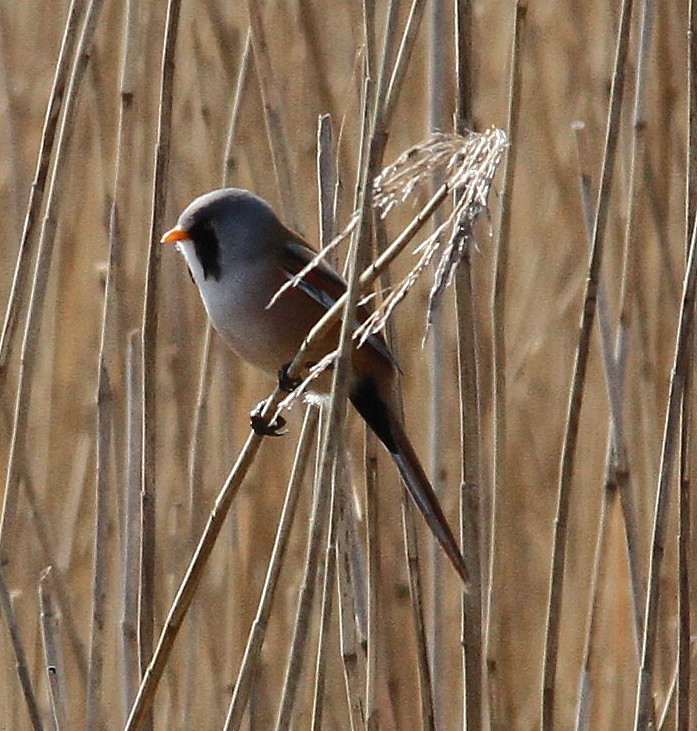 Bearded Tit