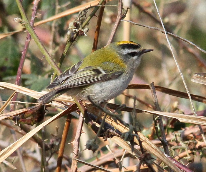 Firecrest