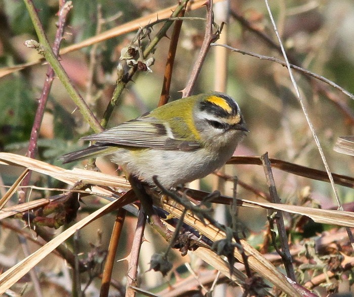 Firecrest
