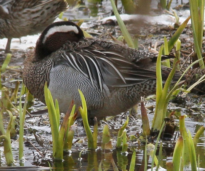 Garganey