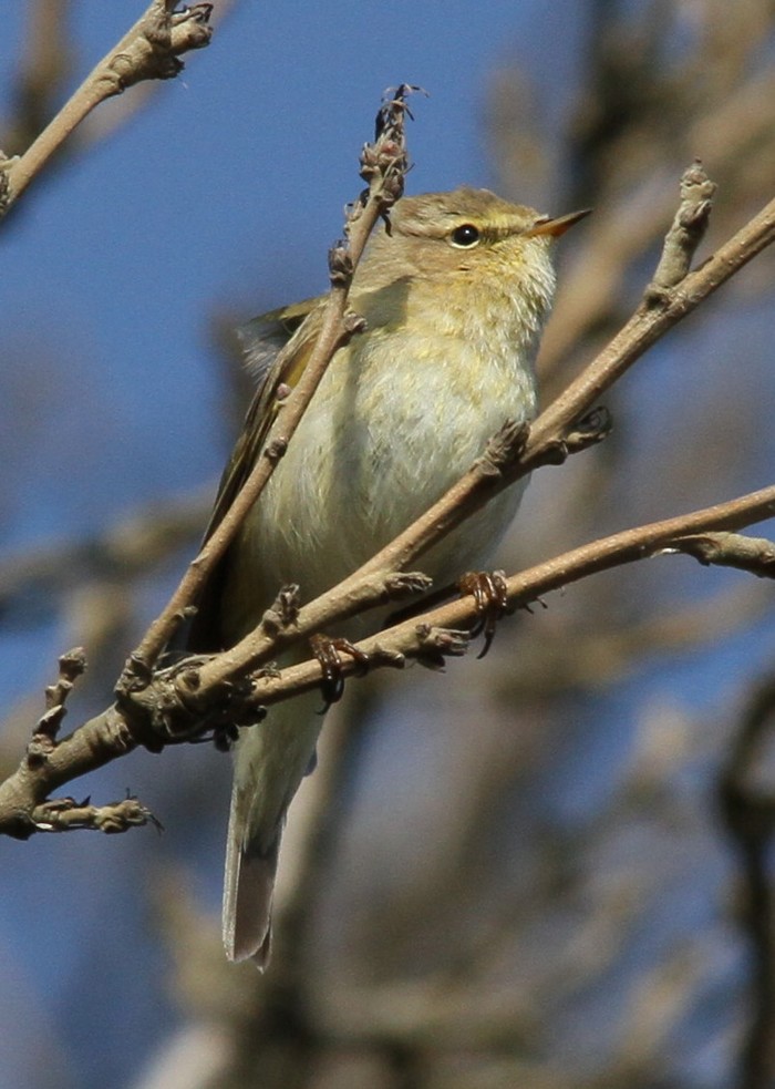 Chiffchaff