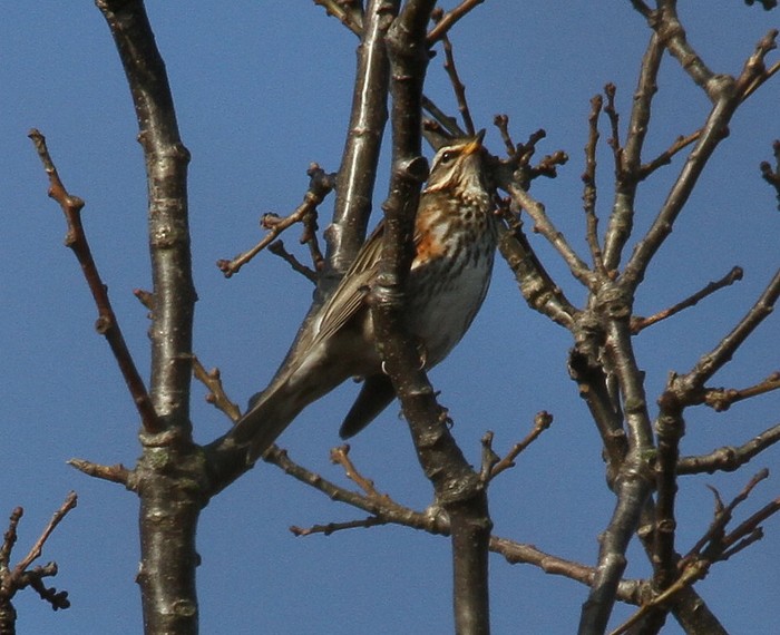 Redwing