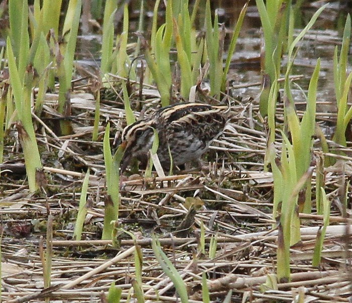 Jack Snipe