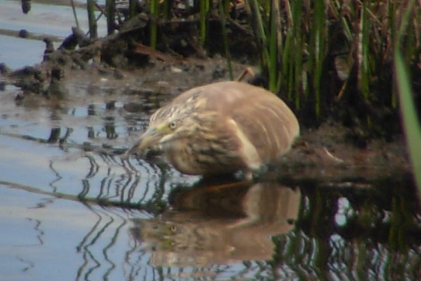 Squacco Heron