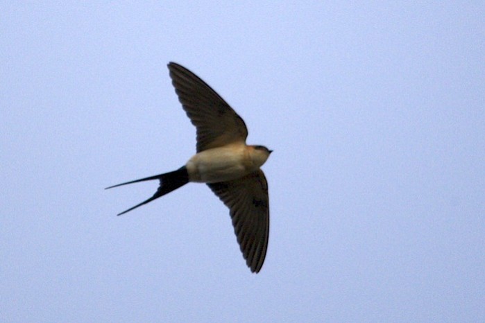 Red-rumped Swallow